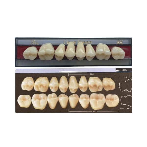 Dente Dent Clean Posterior 36L Superior - Imodonto - Dental Access